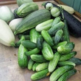 Da li je moguće posaditi krastavce i tikvice u blizini